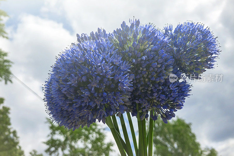 蓝洋葱(Allium caeruleum)是石蒜科葱属多年生草本植物。自然背景。